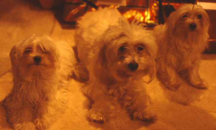 the three doggers